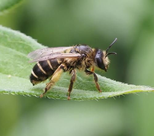 Melitta nigricans